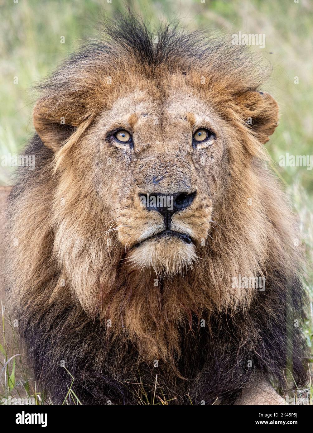 Un león macho, Panthera leo, retrato, mirada directa Foto de stock