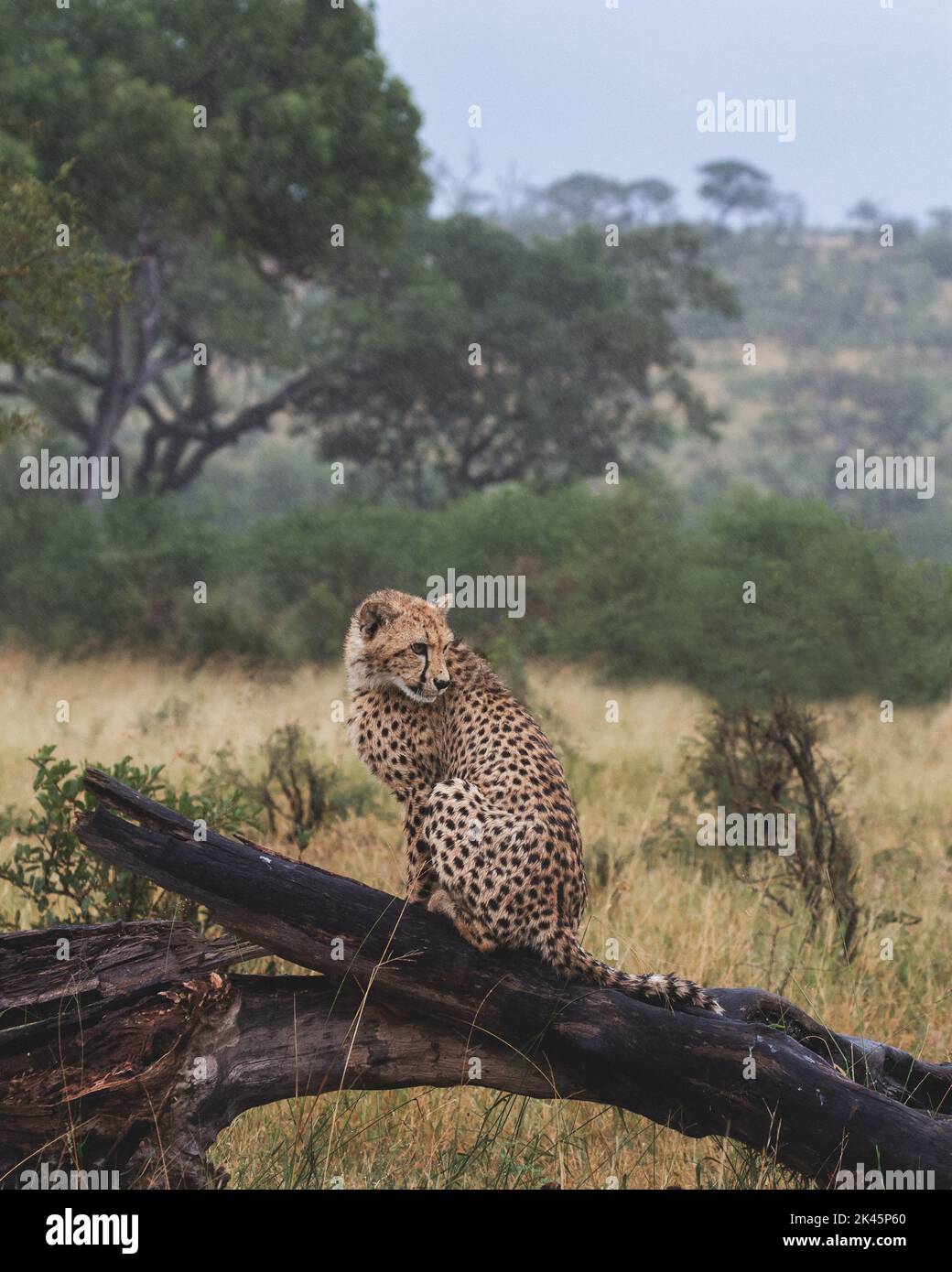 Un cachorro de guepardo, Acinonyx jubatus, se sienta sobre un tronco bajo la lluvia y se da la vuelta Foto de stock