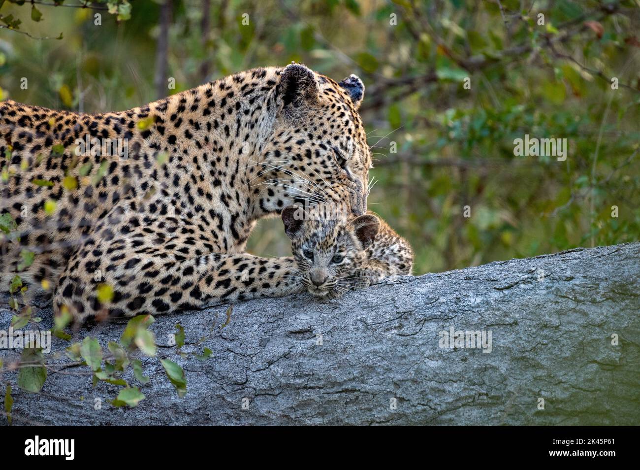 Un leopardo y su cachorro, Panthera pardus, se acuestan juntos en un tronco mientras el leopardo limpia su cachorro Foto de stock