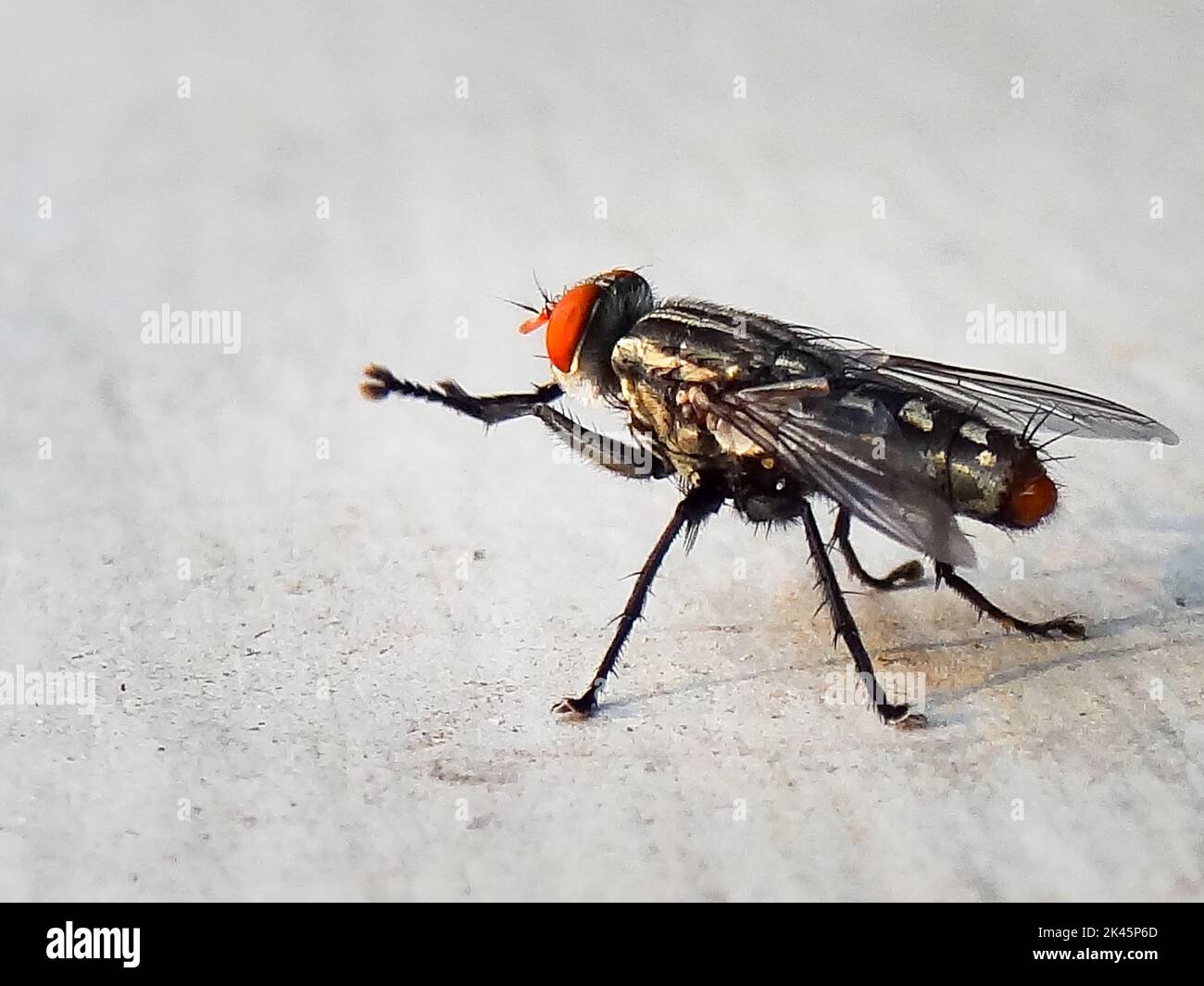 Primer plano de una mosca . Los sarcófagos son una familia de moscas comúnmente conocidas como moscas de la carne. Uttarakhand India. Foto de stock