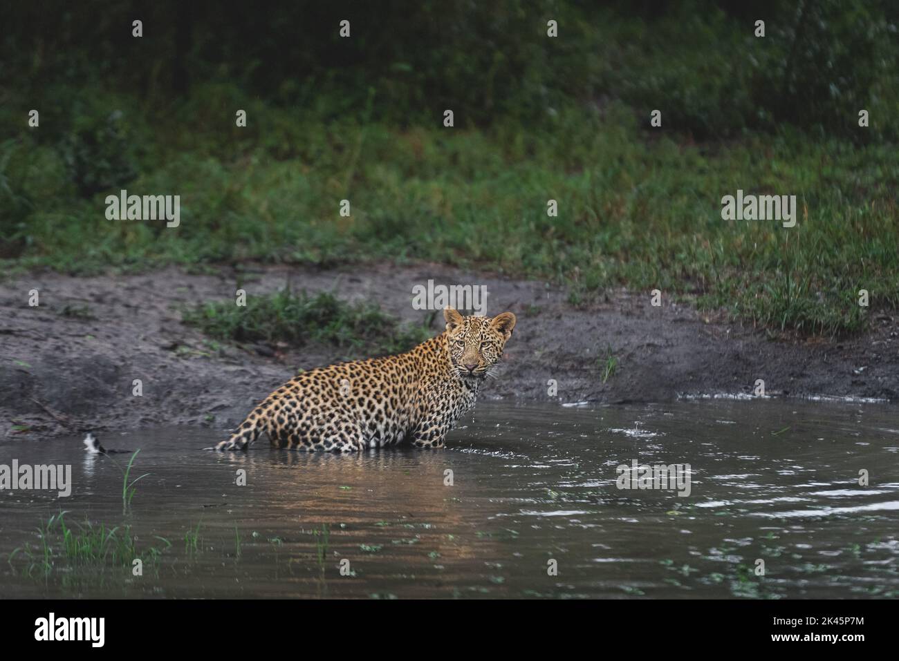 Un leopardo, Panthera pardus, está parado en el agua y mira hacia atrás Foto de stock