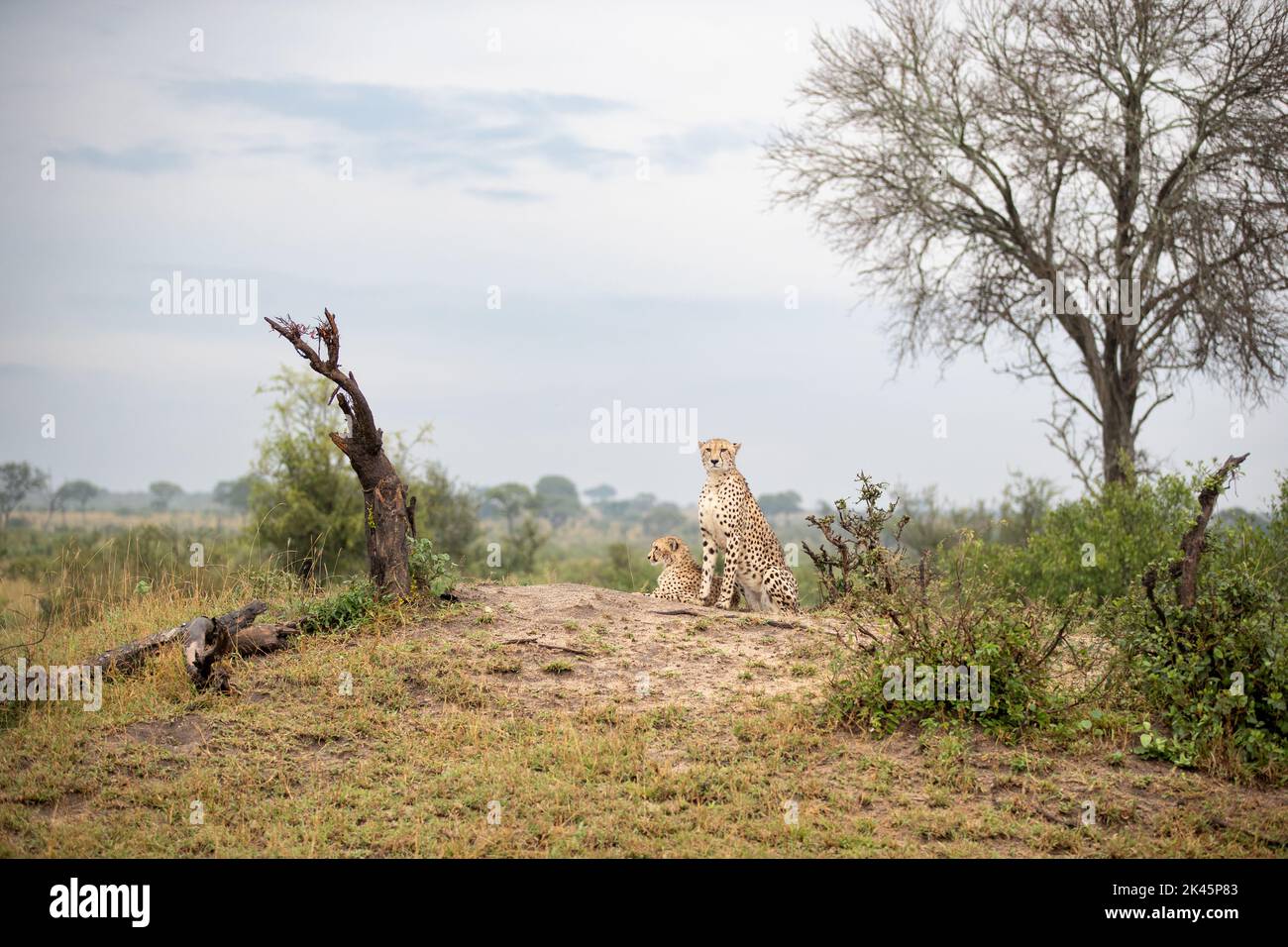 Dos guepardos, Acinonyx jubatus, en la parte superior de un montículo, gran angular Foto de stock