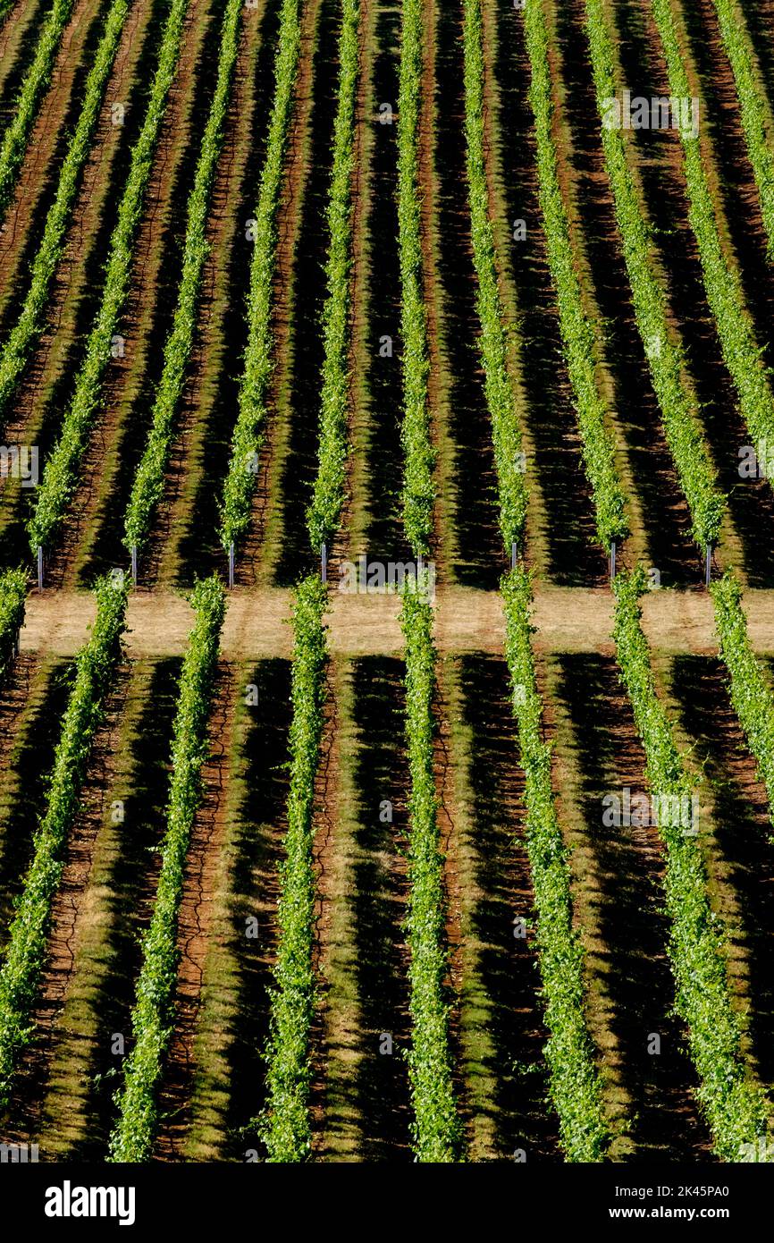 Vista superior de un cultivo en crecimiento, visto desde el aire, hileras de vides. Foto de stock