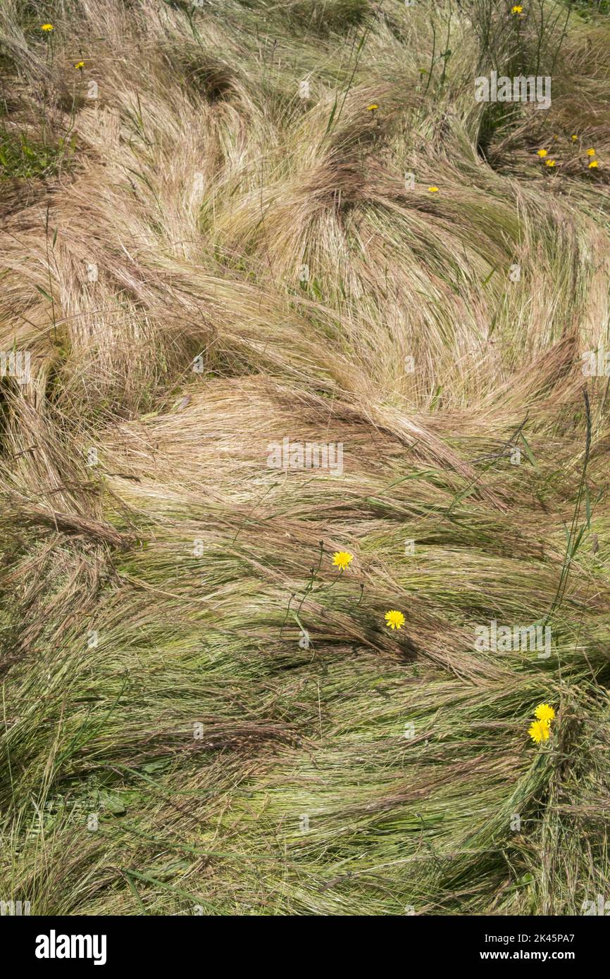 Campo de pastos salvajes azotados por el viento en verano, primer plano de hierba larga, vista aérea. Foto de stock