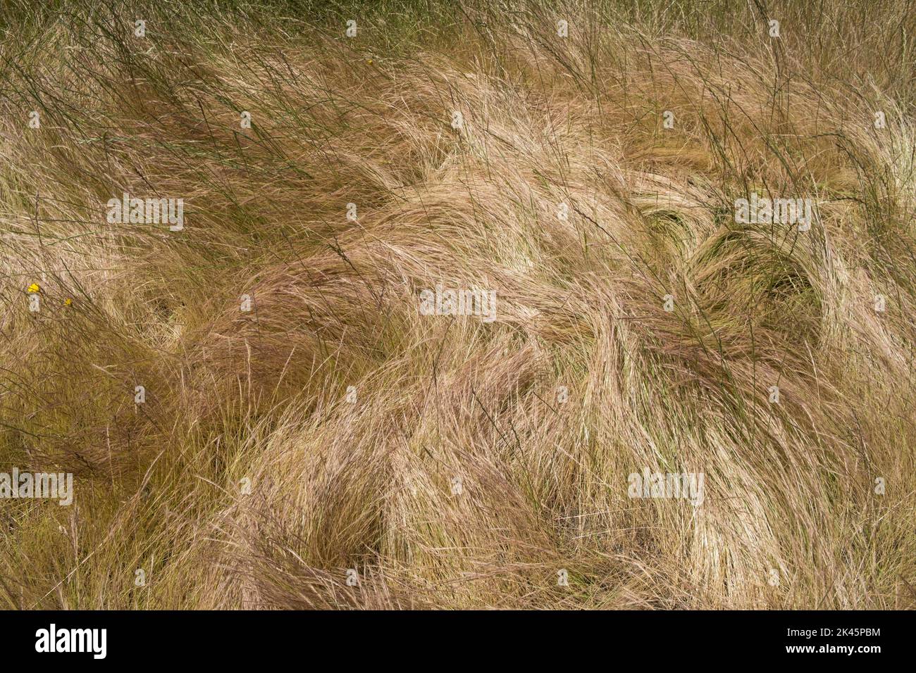 Campo de pastos salvajes azotados por el viento en verano, primer plano de hierba larga, vista aérea. Foto de stock
