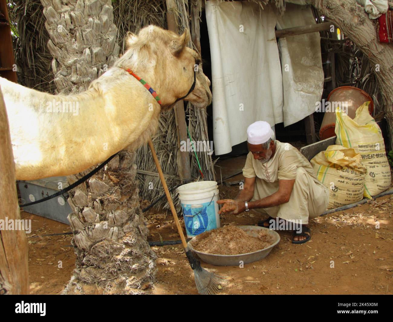 Cuidador preparando la comida para Camel en su patio Foto de stock