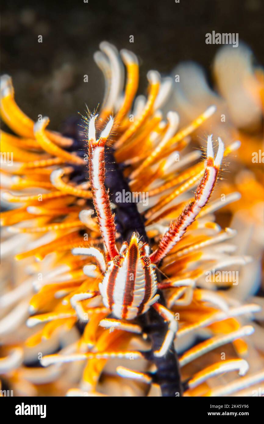 Un pequeño camarón crinoide se esconde en un crinoide para evitar ser comido por los depredadores. Foto de stock