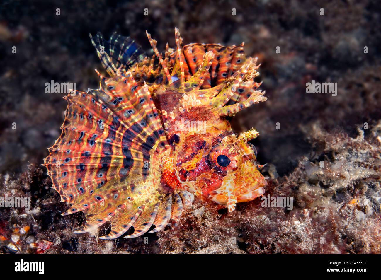 Primer plano de un hermoso pez pavo con sus aletas expandidas mostrando sus maravillosos colores mientras nada sobre un arrecife tropical. Foto de stock