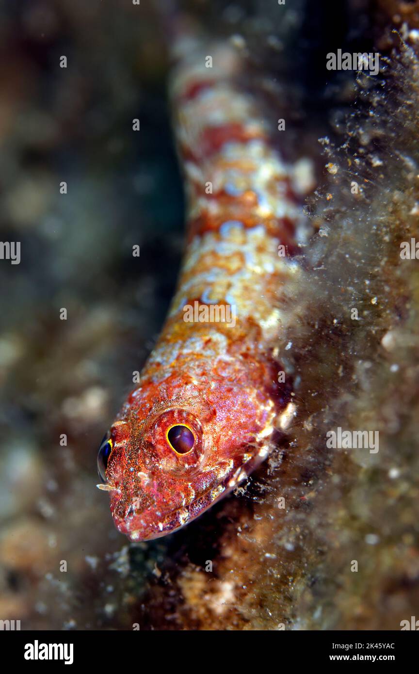 Un buceador de arena caribeño de peces lagarto espera a que un pequeño pez nade para que pueda lanzarse y capturarlo para una comida. Foto de stock