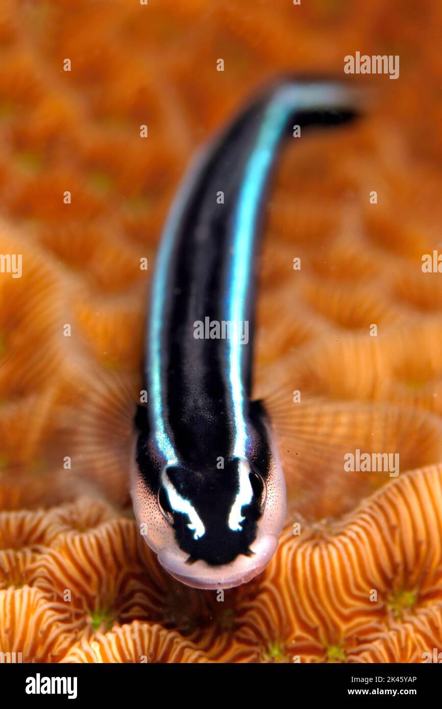 Un colorido, pero tímido, negro y azul neón goby se encuentra inmóvil sobre el coral duro naranja en un arrecife de Roatán Honduras. Foto de stock