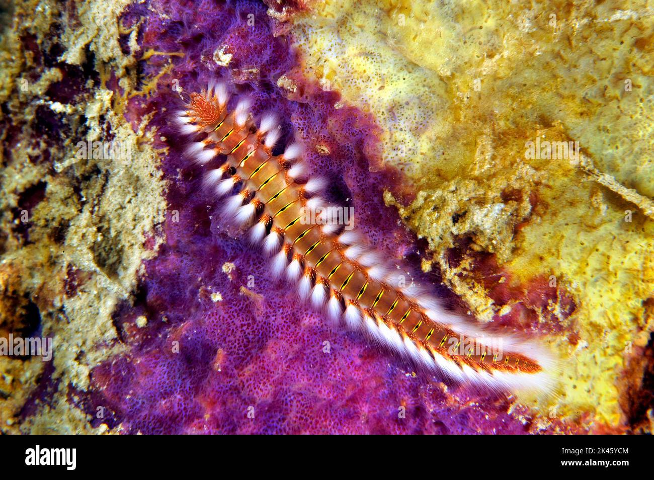 Una cerda hermosa pero peligrosa fireworm se arrastra en un parche de alimentación de esponja púrpura. Este es un gusano muy venenoso. Foto de stock