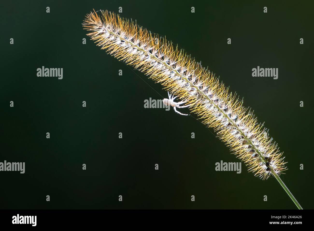 Araña de cangrejo en hierba Timothy retroiluminada Foto de stock