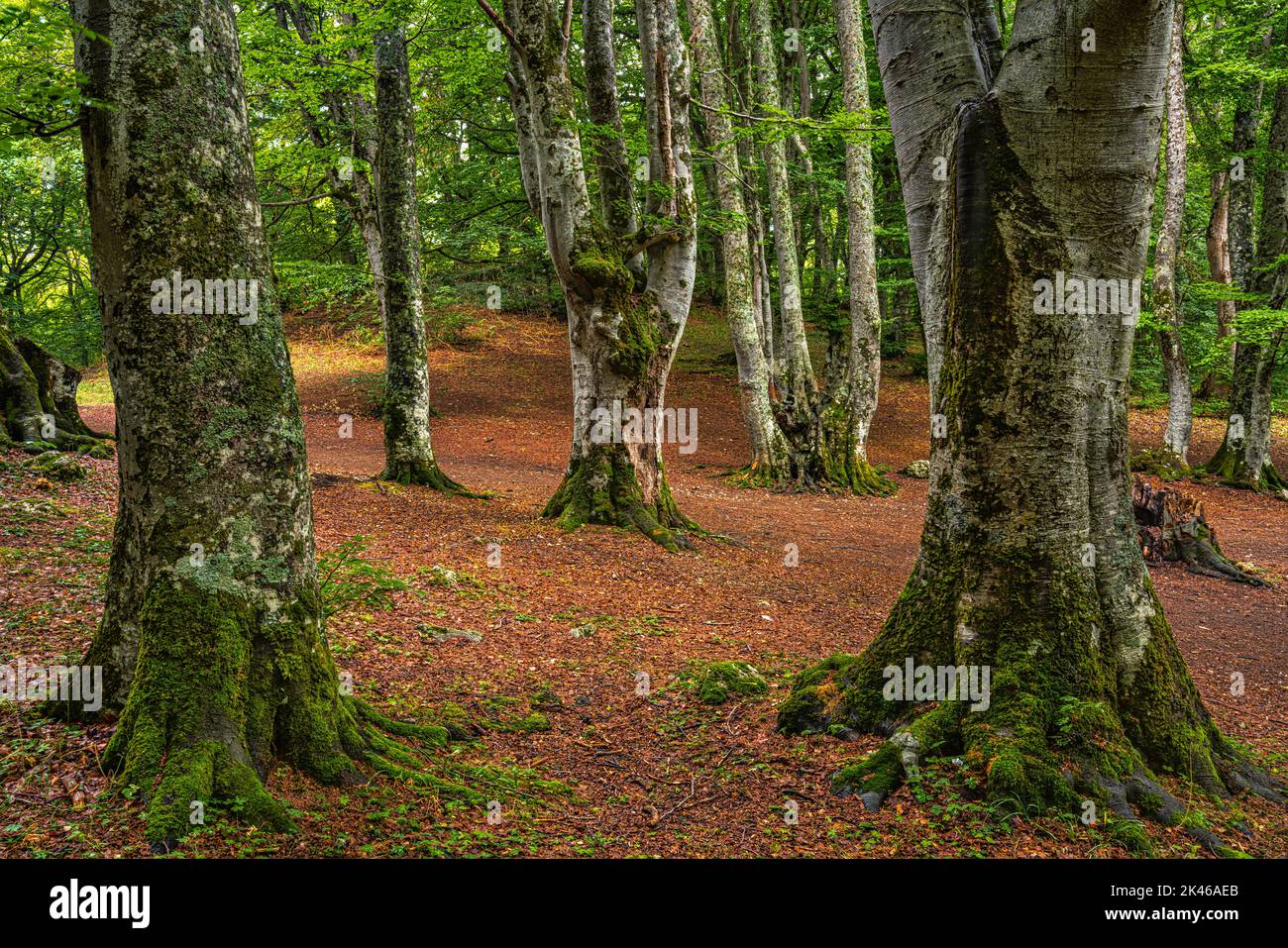 Bosque de haya con hojas verdes en las ramas y troncos musgosos. En el suelo una alfombra de fogle marrón caído. Bosco di Sant'Antonio, Abruzos Foto de stock