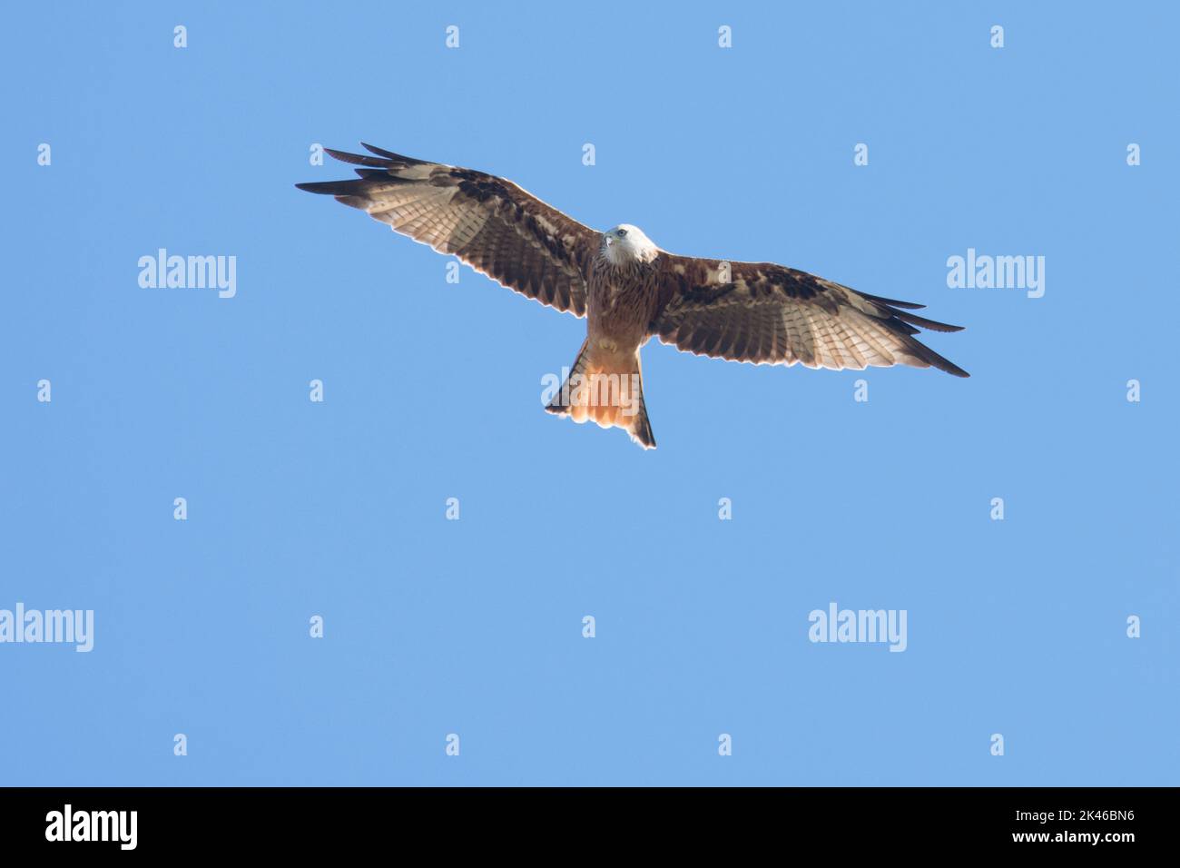 El pájaro Kite rojo, Milvus milvus, volando con alas esparcidas contra un cielo azul, agosto Foto de stock