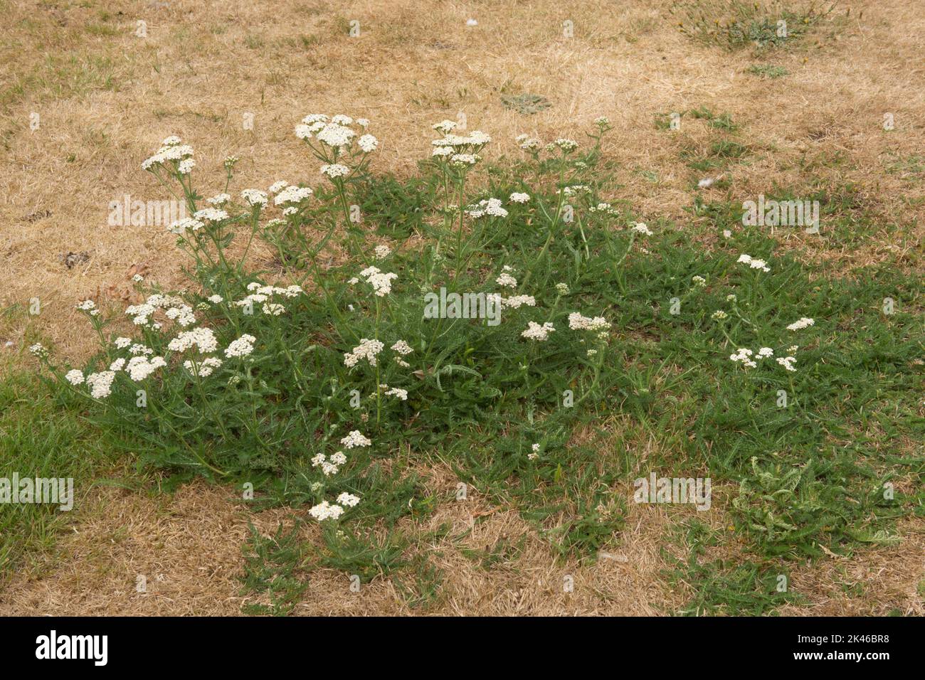 Yarrow, Achillea millefolium, flores silvestres, malezas, sobreviviendo la sequía en un césped seco de hierba muerta, Sussex, Reino Unido, agosto Foto de stock
