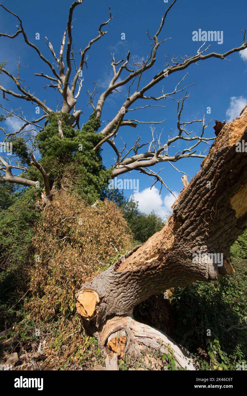 Gran roble viejo muerto y podrido con una gran rama rota y caída al suelo, Sussex, Reino Unido Foto de stock