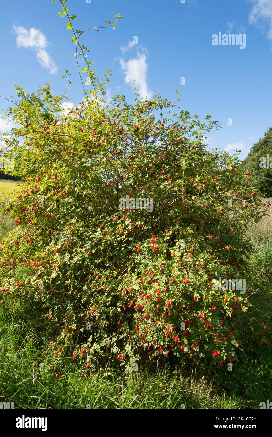 Arbusto de rosas con caderas rojas de Sweet Briar, Rosa rubiginosa, Sweet-briar, septiembre, Sussex Foto de stock