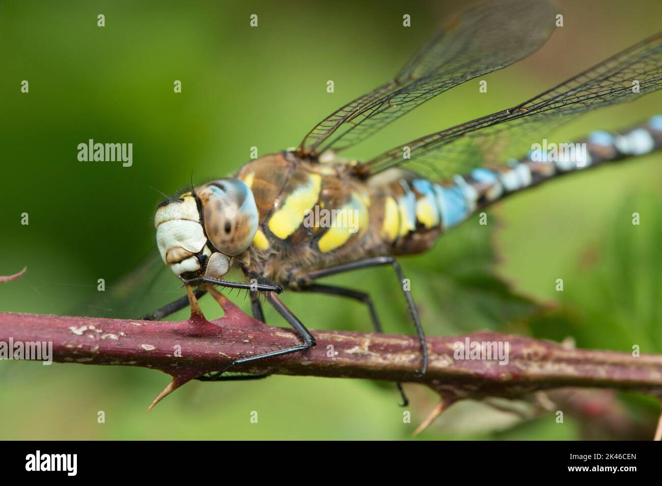 Cabeza y tórax de Migrante Hawker, Aeshna mixta, libélula, primer plano, macho, Septiembre, Reino Unido Foto de stock
