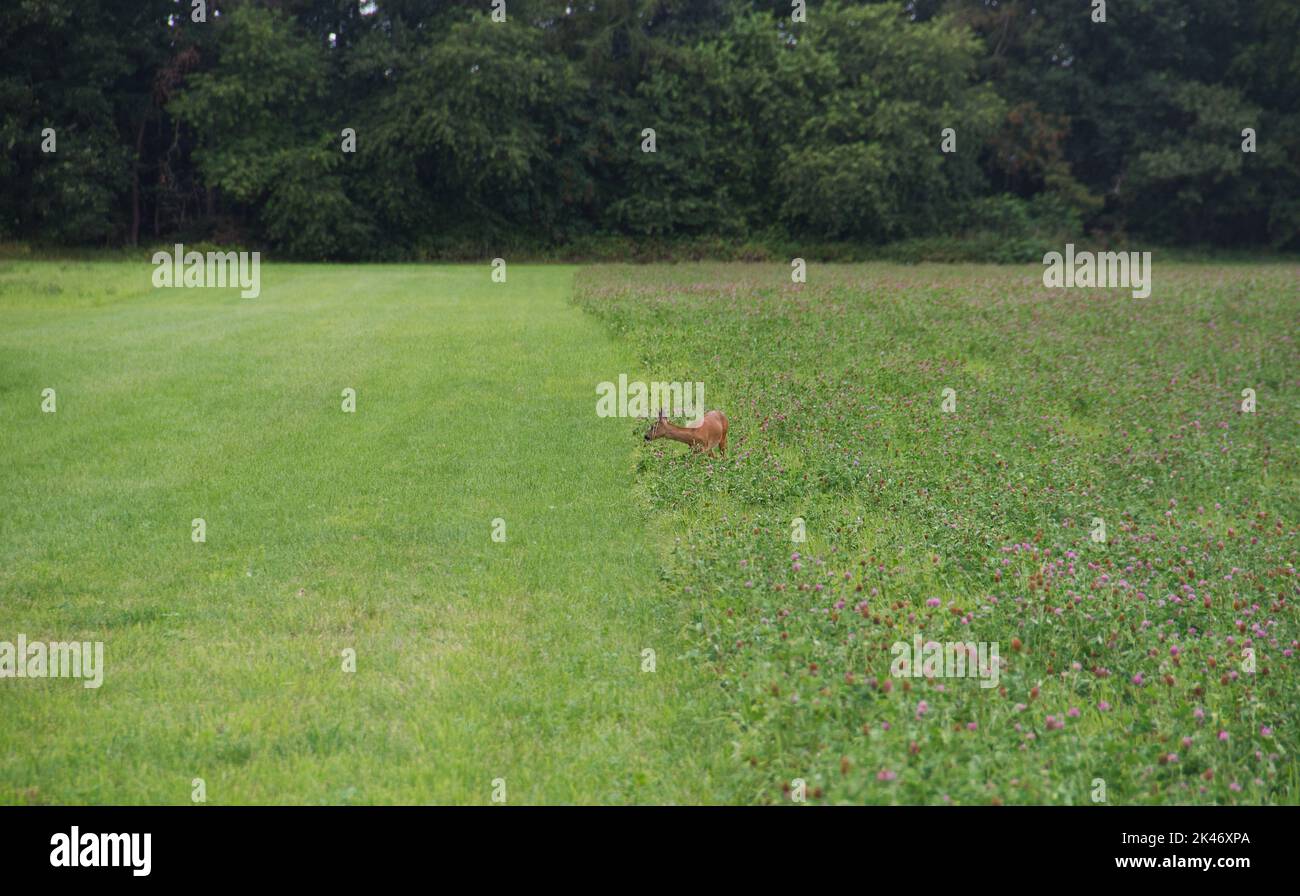 Agricultura moderna: Mezcla de trébol de hierba derecha, hierba convencional izquierda, con ciervo roe Foto de stock