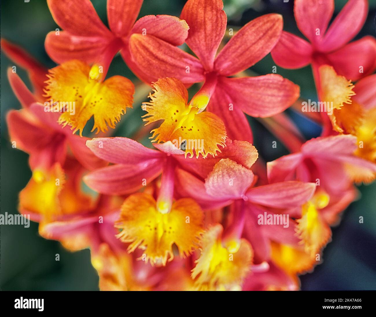 Orquídea. Foto de stock