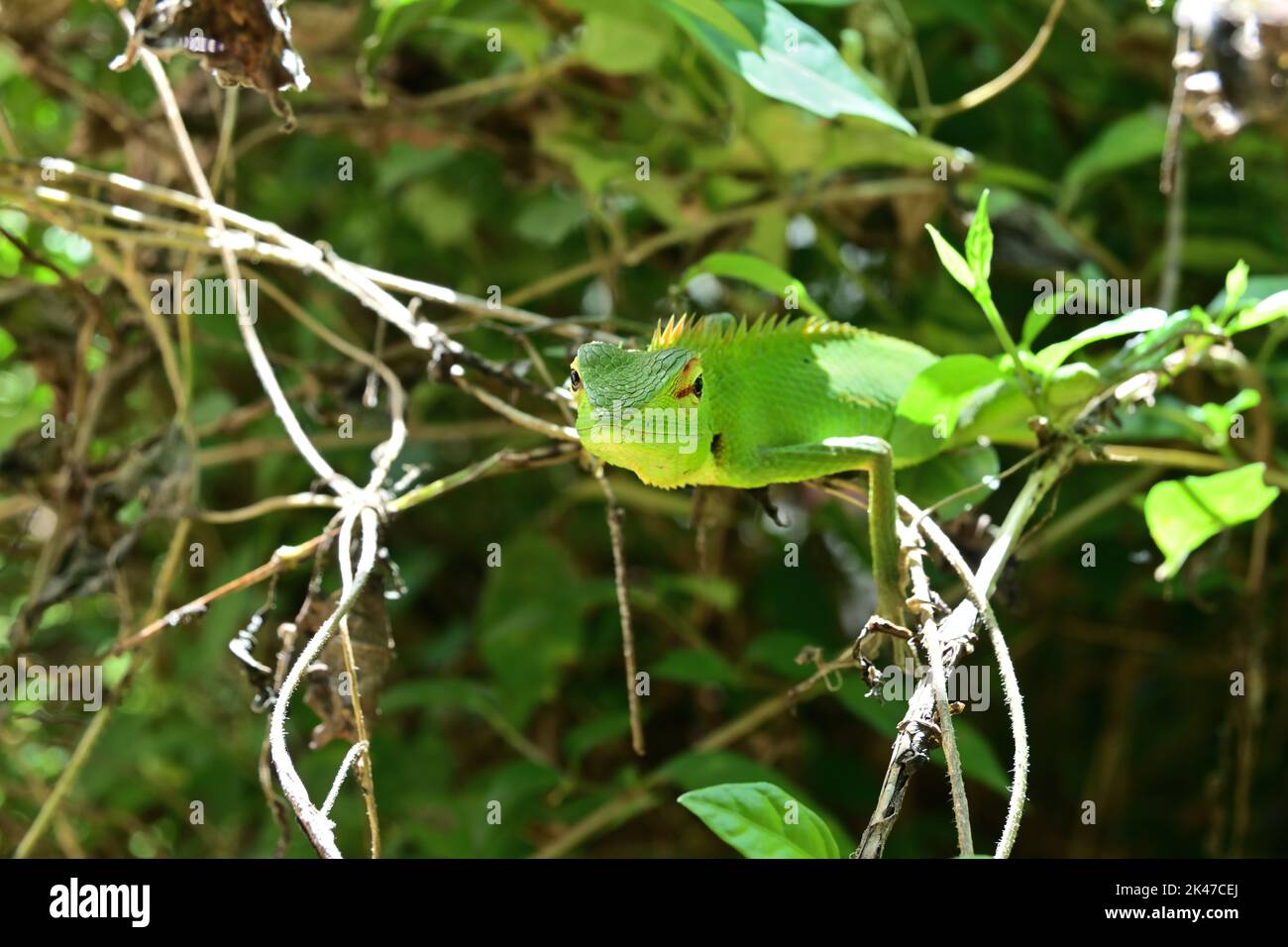 Primer plano de una parte frontal de la cara como boca, fosa nasal, ojos y frente de lagarto verde de bosque (Calotes Calotes) Foto de stock