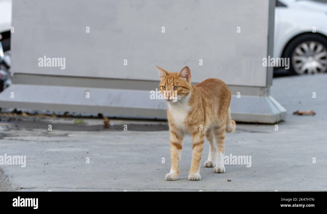 cat. estambul estrecho gato sin hogar Foto de stock