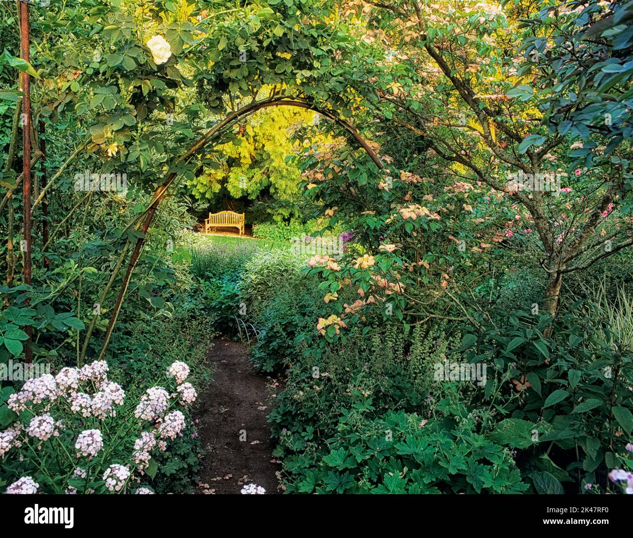 Camino con cornejo, vid rosa y banco. Jardín Botánico Bellevue, Bellevue, Washington Foto de stock