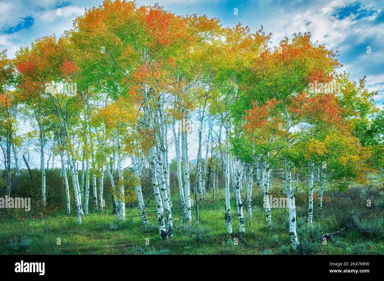 Álamos en otoño de color. Parque nacional Grand Teton, Wyoming Foto de stock