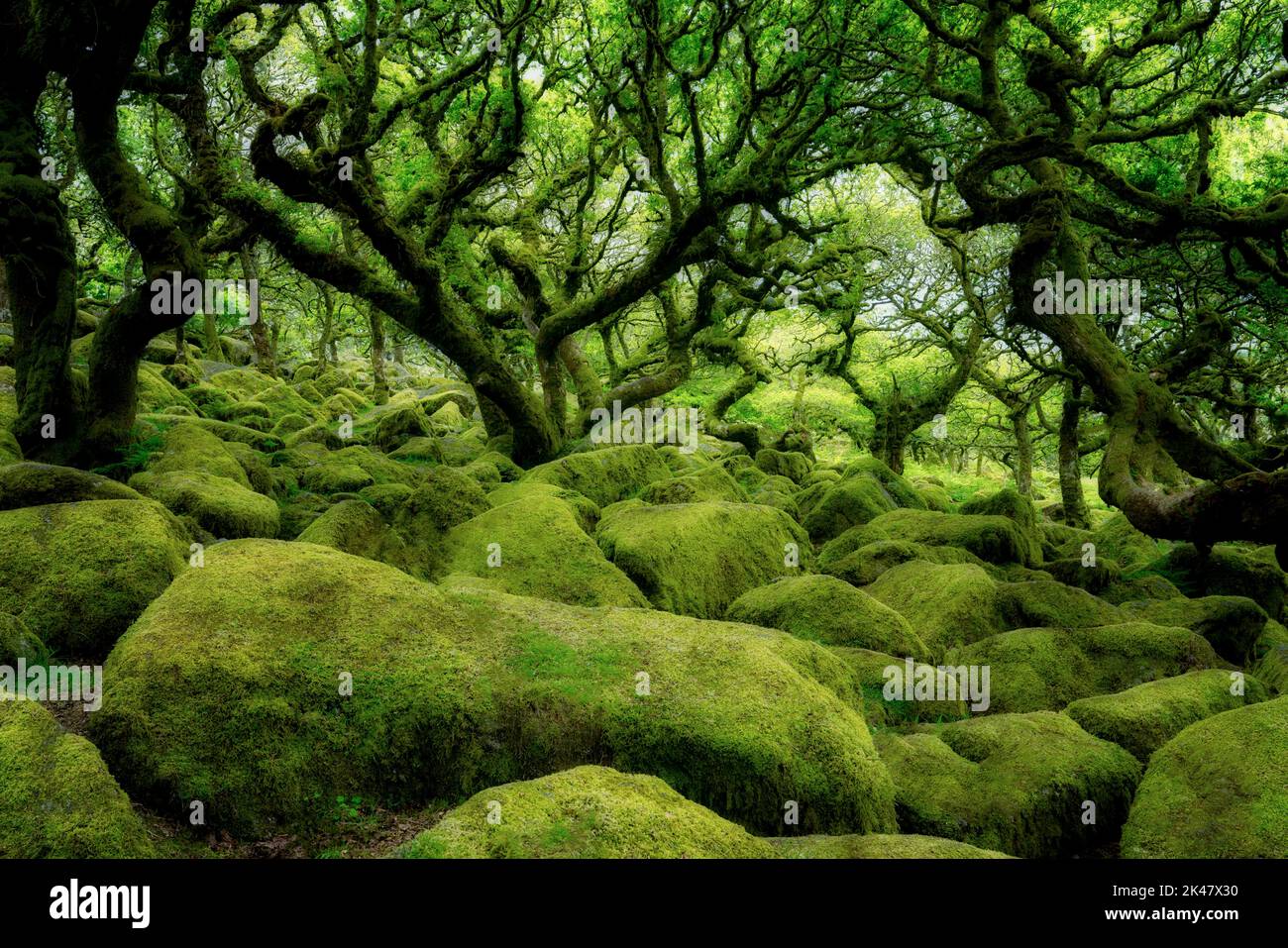 Robles cubiertos de musgo en Wistman's Wood. El condado de Devon. Parque nacional de Dartmoor, Inglaterra Foto de stock