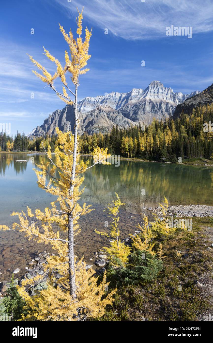 Alerce amarillo dorado aislado, lago Schaffer, horizonte lejano del pico de las Montañas Rocosas. Paisaje escénico de los Colores del Otoño, Parque Nacional Yoho BC Canadá Foto de stock
