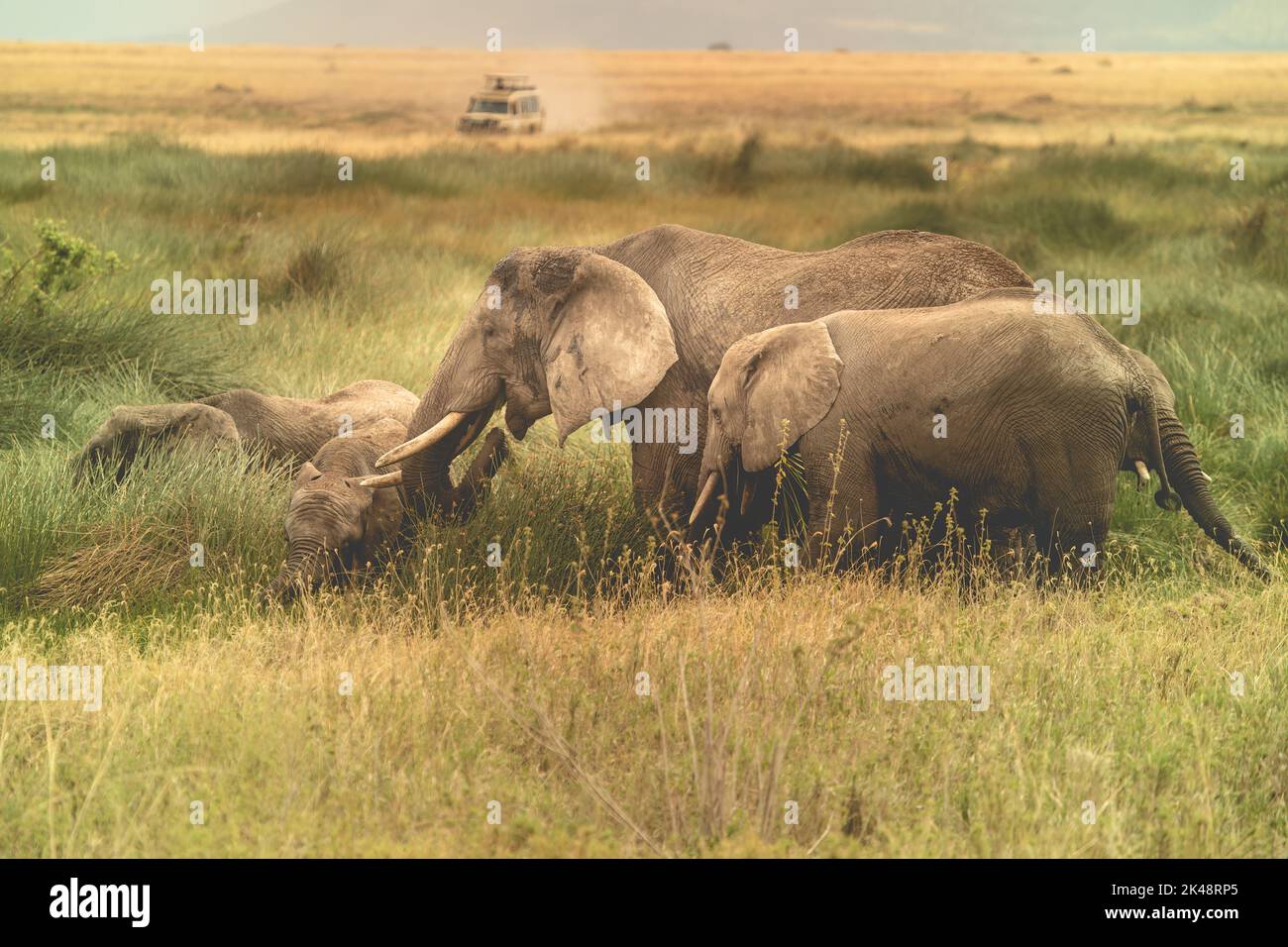 Una familia de elefantes caminando por la sabana del Serengeti, Tanzania Foto de stock