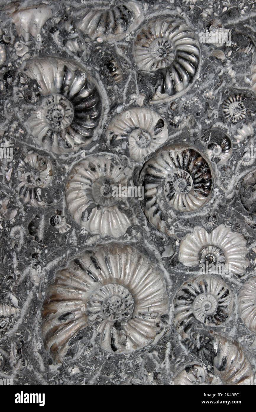 Ammonitas Fósiles Magna de Marston - Asteroceras blakei & Promicroceras planicosta Foto de stock