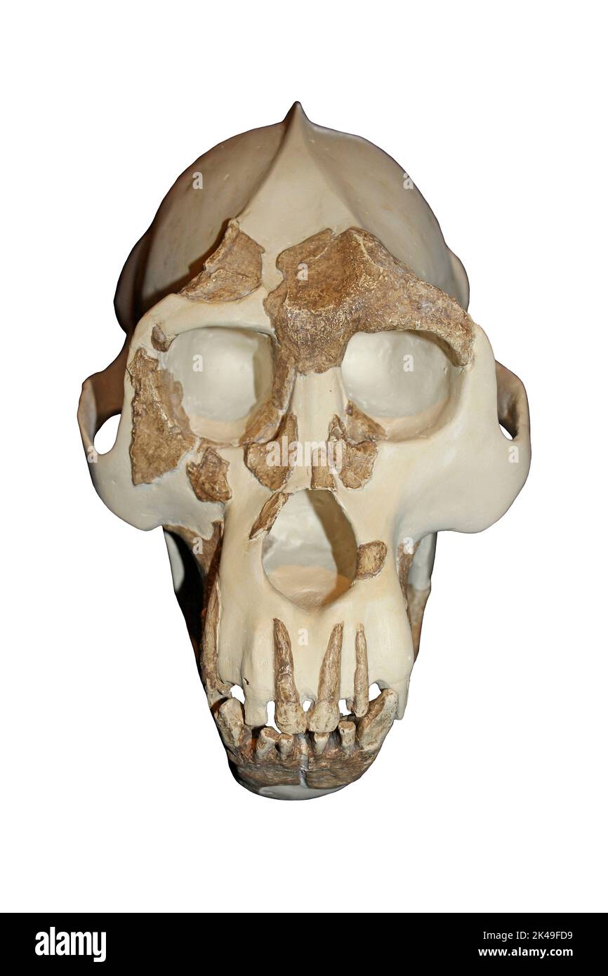 Cráneo de Dryopithecus Foto de stock
