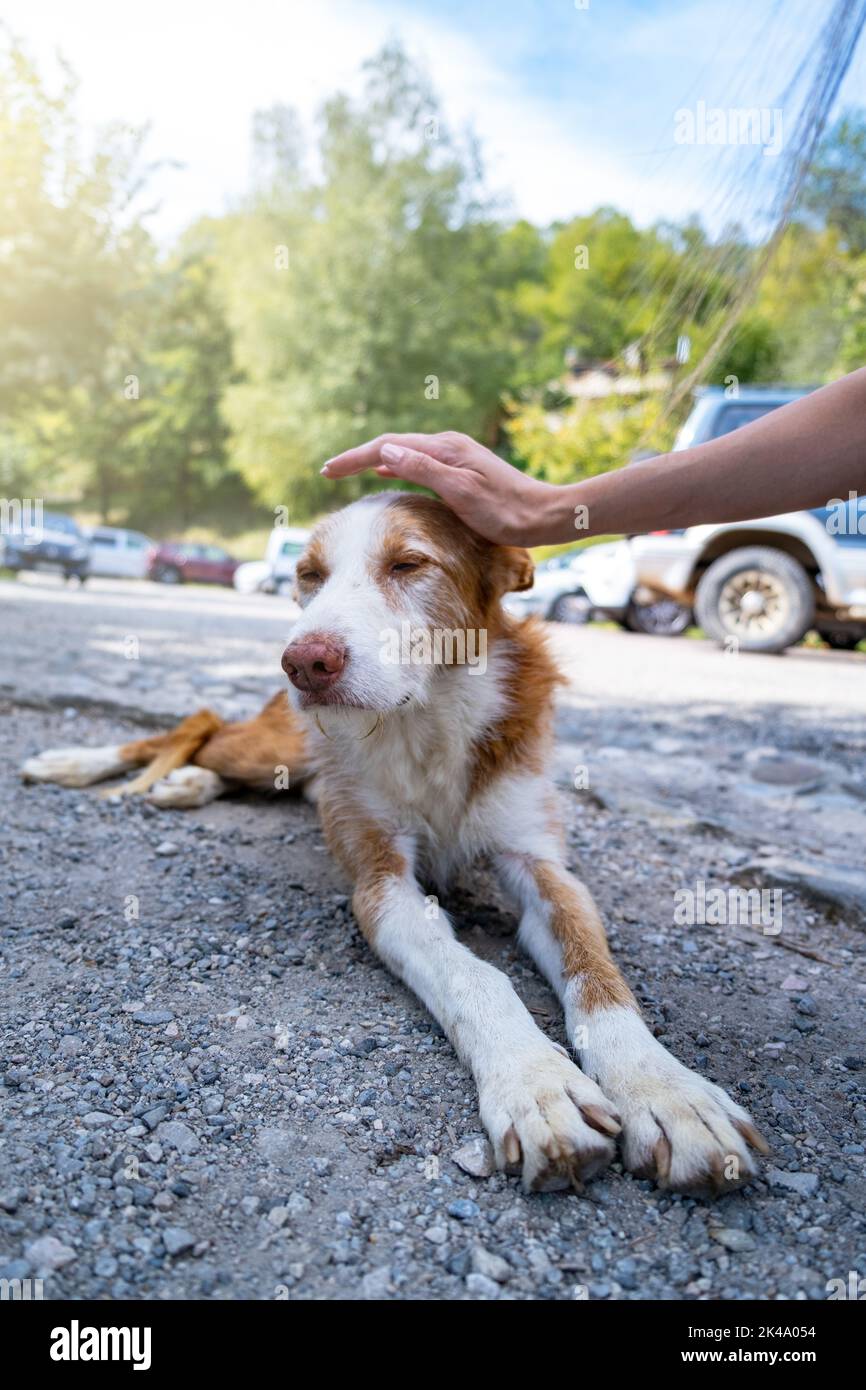 Mujer acariciando un perro callejero. Concepto de cuidado de mascotas Foto de stock