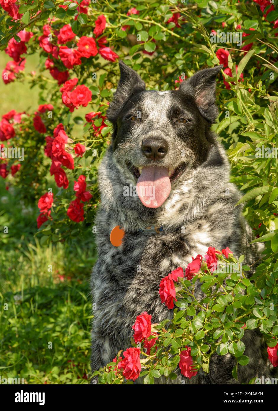 Perro manchado blanco y negro rodeado de rosas rojas en el sol de verano; mirando al espectador Foto de stock