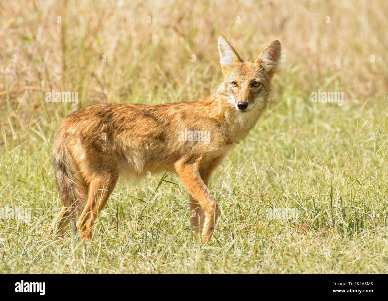 Coyote joven parado en la hierba a finales del verano, con una expresión de alerta Foto de stock