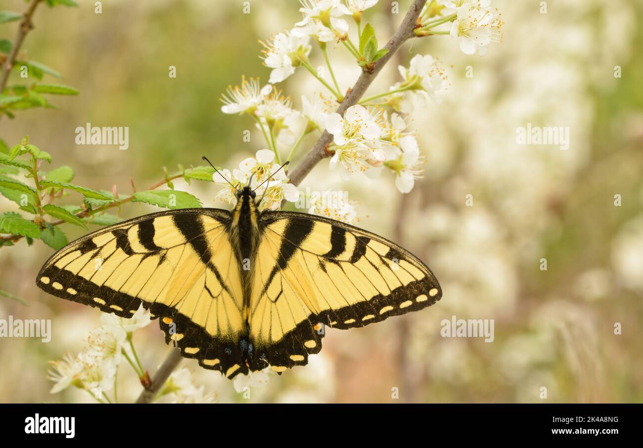 Mariposa de cola de golondrina de tigre del este consiguiendo néctar de una flor salvaje blanca del ciruelo en primavera Foto de stock