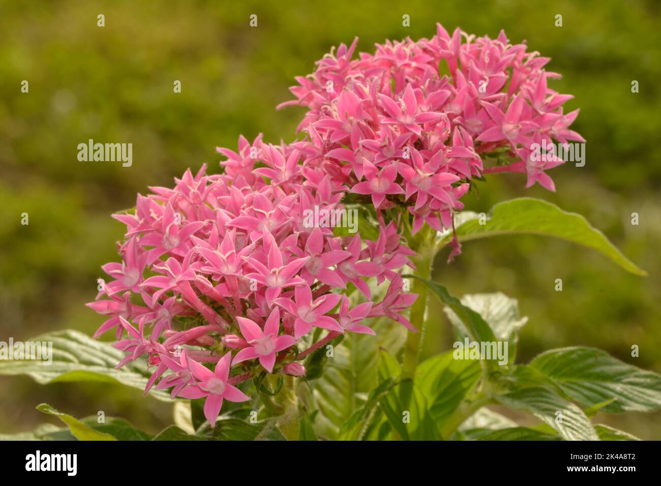 Flores de pentas rosadas que crecen en racimos en el sol de la primavera Foto de stock