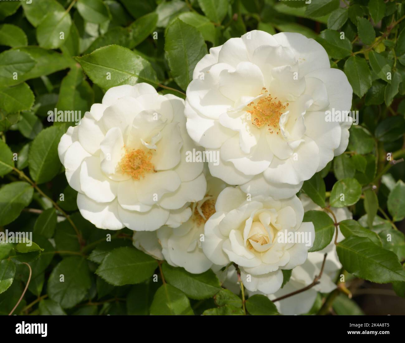 Perfectas rosas blancas trepadoras al sol de primavera Foto de stock