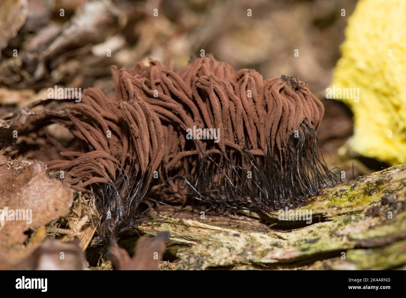 Musgo filamentoso común Muchos cuerpos fructificantes con zancos filamentosos negros y partes marrones de la cabeza en el tronco del árbol Foto de stock