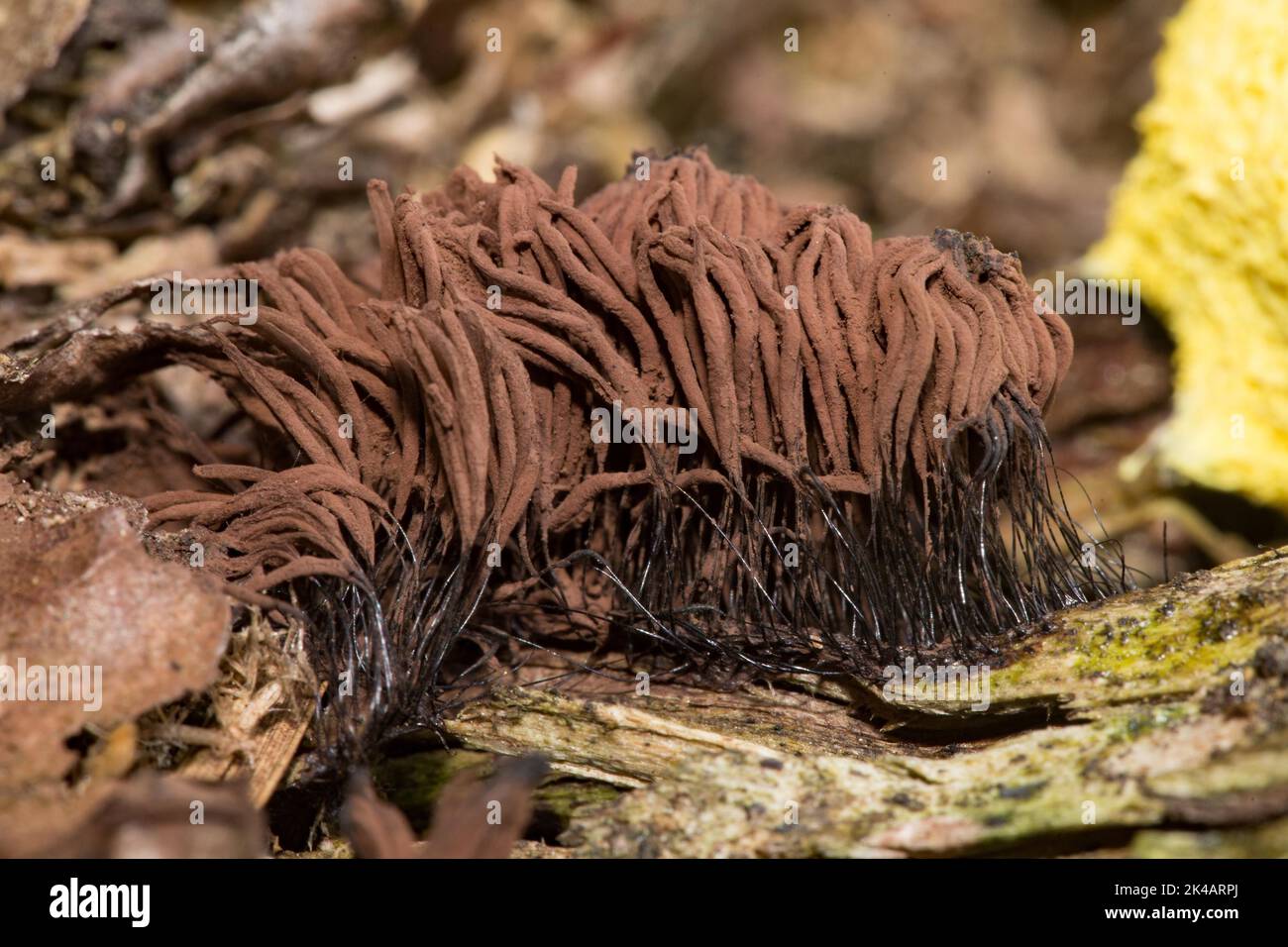 Musgo filamentoso común Muchos cuerpos fructificantes con zancos filamentosos negros y partes marrones de la cabeza en el tronco del árbol Foto de stock