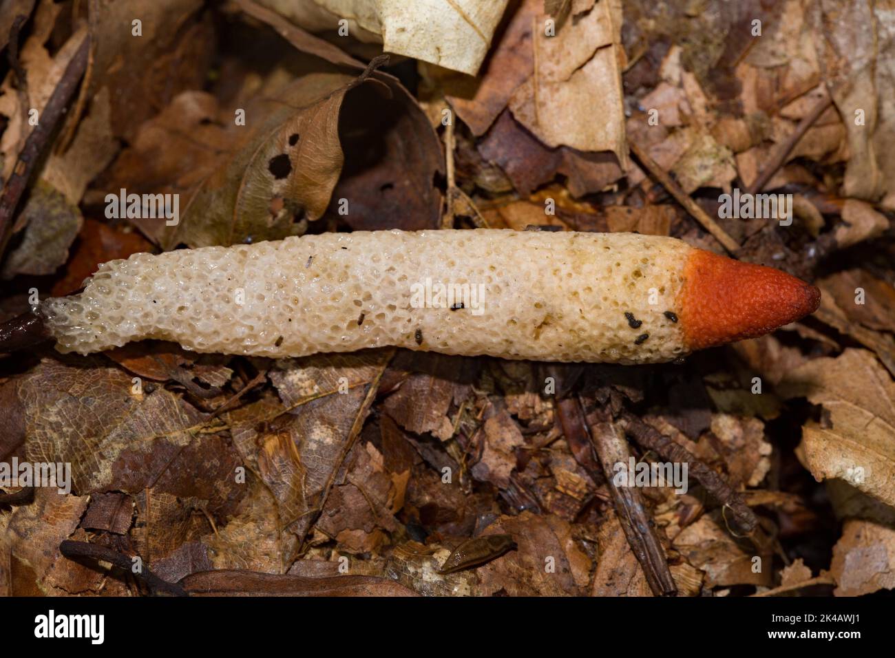 Barra común de perro blanco en forma de barra ligeramente amarillento cuerpo fructificante con cabeza marrón rojiza en hojas marrones de otoño Foto de stock