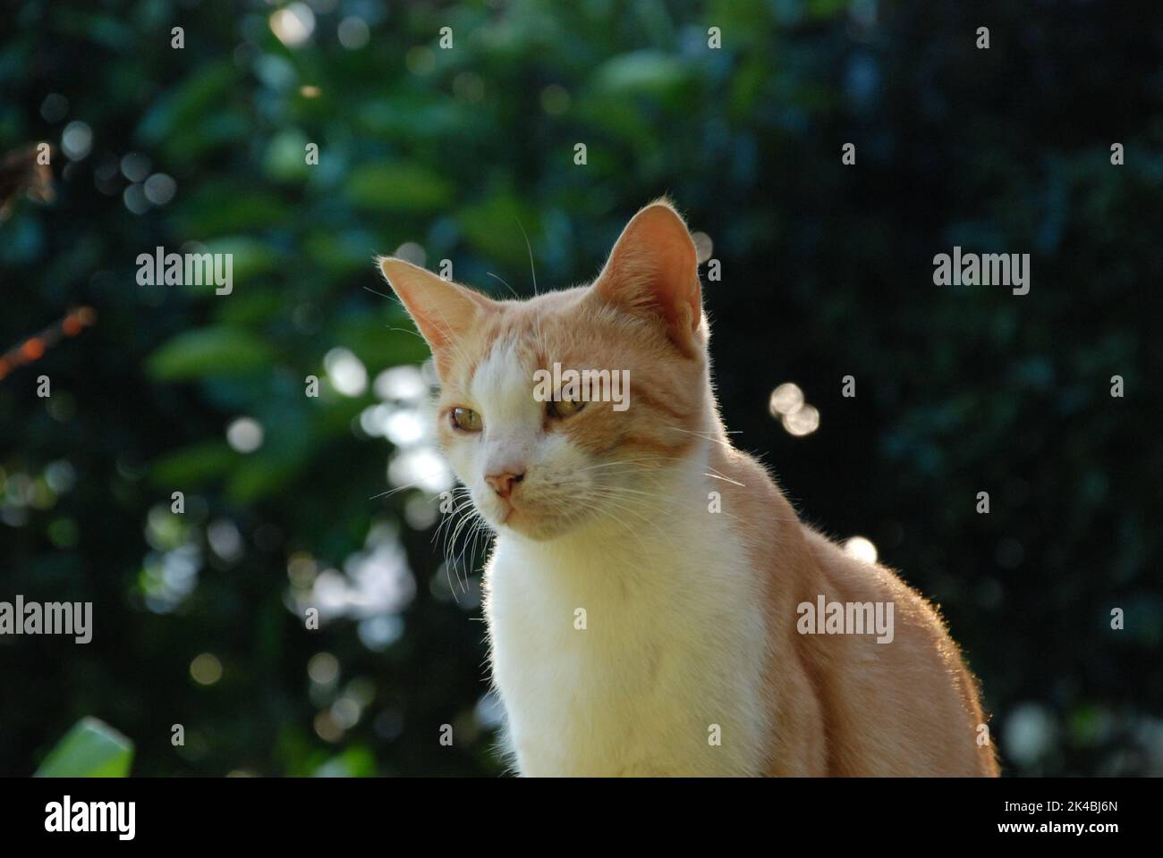 gato posando para la cámara Foto de stock