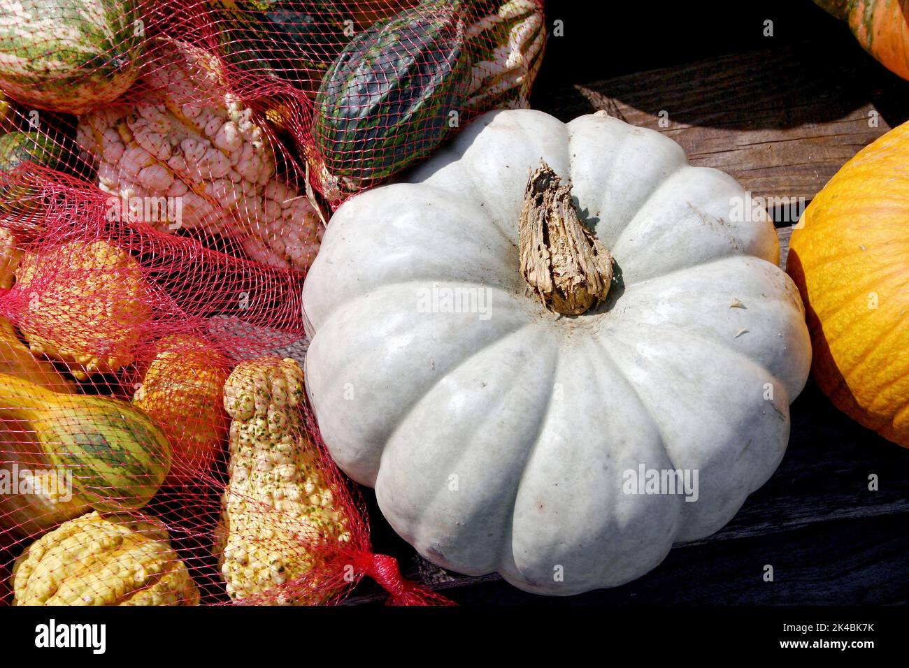 Un bodegón de calabaza albino blanca entre calabazas coloridas texturizadas para la venta en otoño Foto de stock