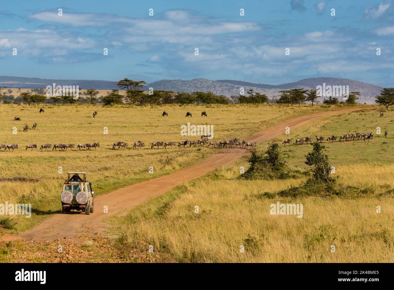 La República Unida de Tanzanía. Los ñus cruzando una carretera Serengeti del Norte en su migración hacia el norte. Foto de stock