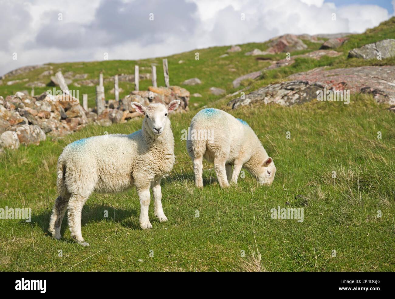 Dos jóvenes corderos de primavera pastando en tierra de croft en la ladera de Sutherland, Northwest Highlands, Escocia Reino Unido, soleado de mayo. Foto de stock
