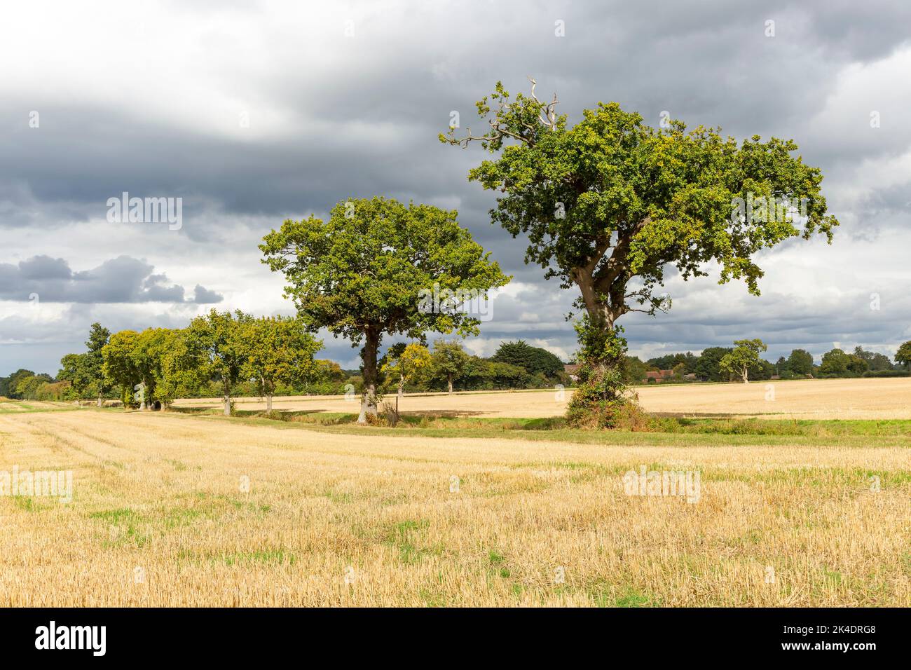Los árboles de roble en la línea del límite del campo, cerca de la granja de Pettistree, Sutton, Suffolk, Inglaterra, REINO UNIDO Foto de stock