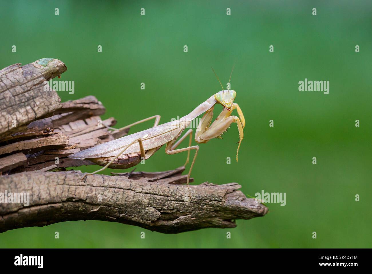 Mantis rezando de cerca sobre fondo verde Foto de stock