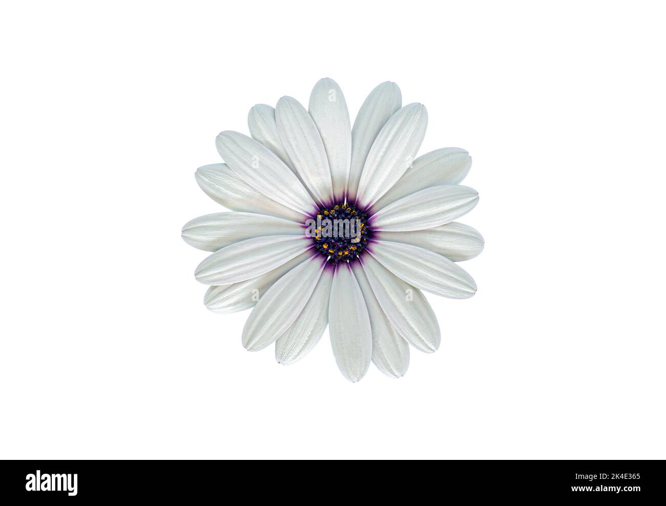 Flor blanca del cabo Marguerite (margarita africana), aislada sobre un fondo blanco Foto de stock