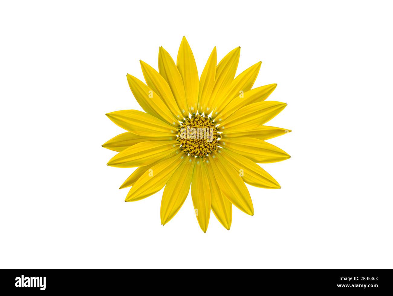 Flor amarilla del tesoro, aislada sobre un fondo blanco Foto de stock